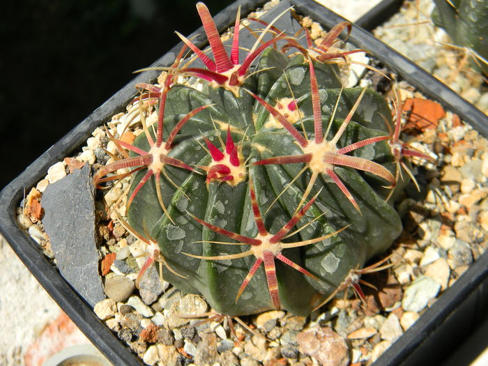 Ferocactus latispinus - Genul Ferocactus
