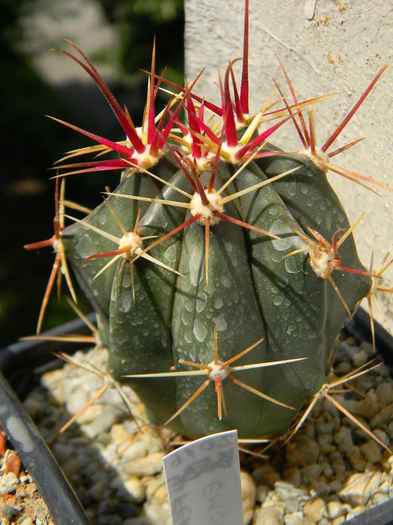 Ferocactus emoryi? - Genul Ferocactus