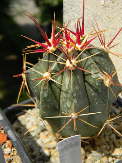 DSCN6975 - Genul Ferocactus