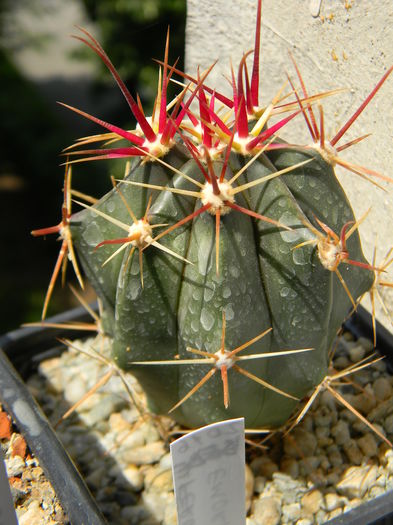 DSCN6976 - Genul Ferocactus