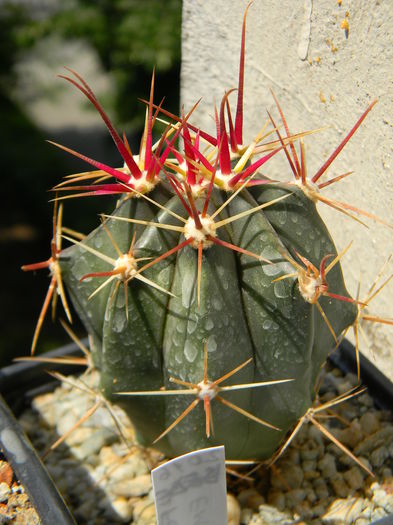 DSCN6977 - Genul Ferocactus