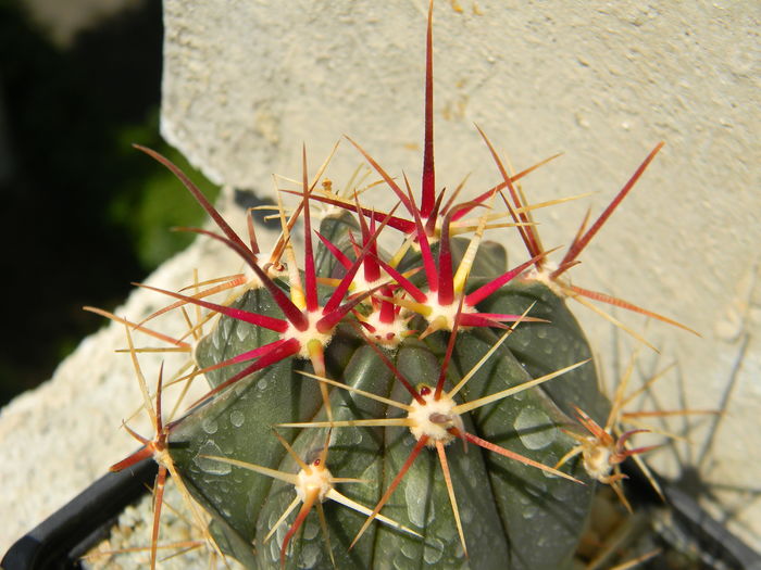 DSCN6992 - Genul Ferocactus