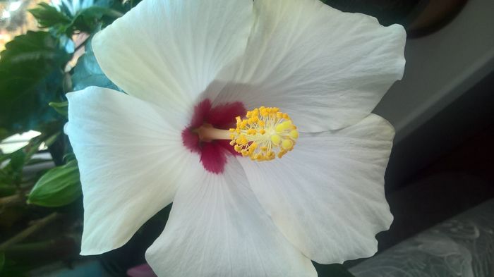 WP_20160530_07_55_06_Pro - hibiscus