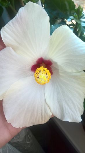 alb cu margini galbui si nervuri roz