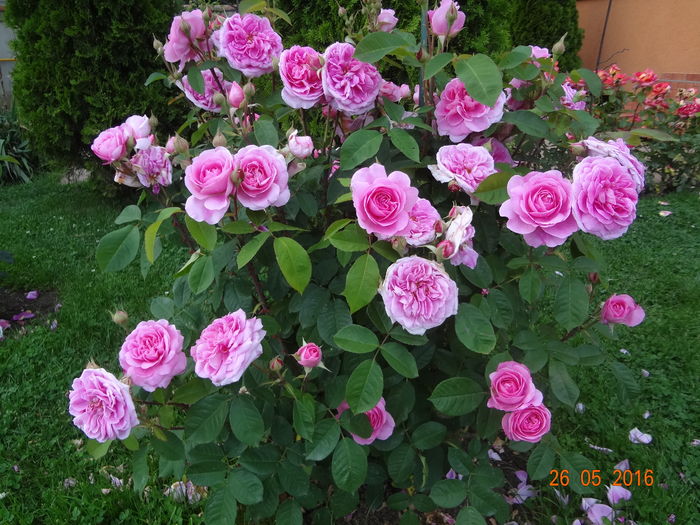 DSC00189 - Austin - Gertrude Jekyll