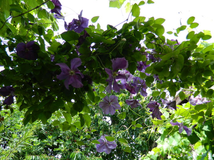 DSCN0624 - 2016 BRUGMANSII_CLEMATITE_HORTENSII