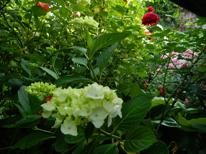 DSCN0658 - 2016 BRUGMANSII_CLEMATITE_HORTENSII