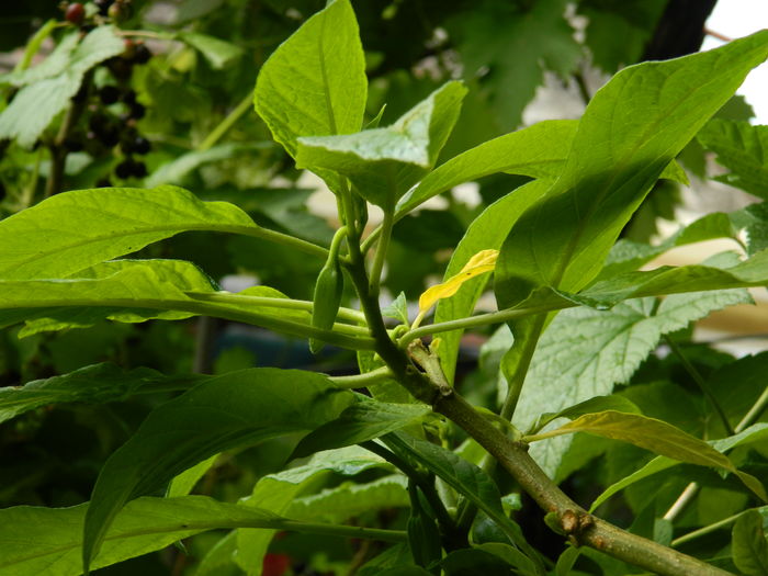 DSCN9901 - 2016 BRUGMANSII_CLEMATITE_HORTENSII