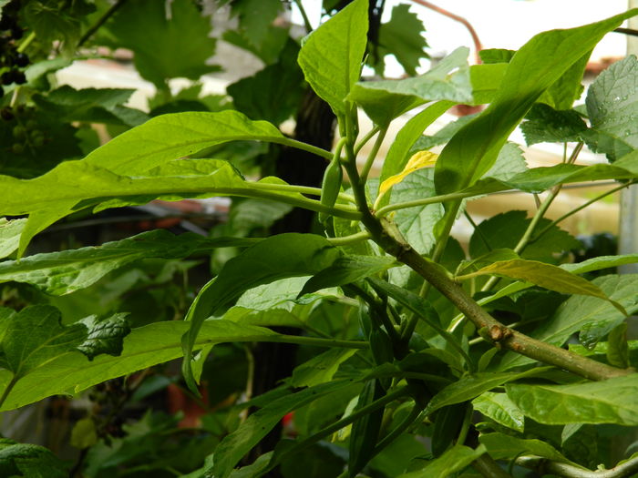 DSCN9902 - 2016 BRUGMANSII_CLEMATITE_HORTENSII