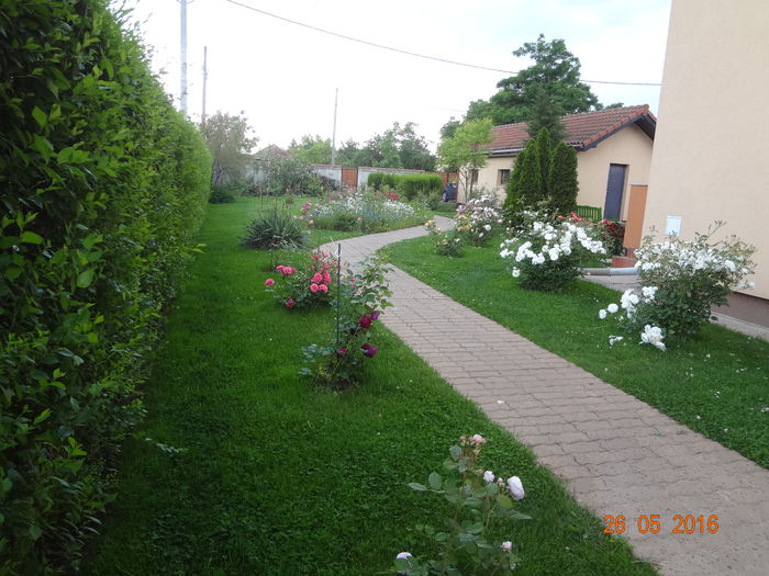 DSC00217 - Gradina mea 2016