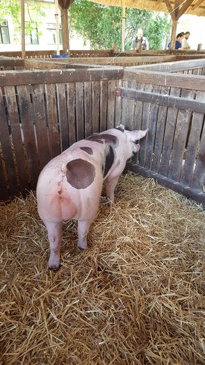 20160520_114246 - Expo Ungaria porci de rasa