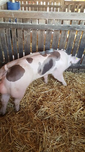 20160520_114304 - Expo Ungaria porci de rasa
