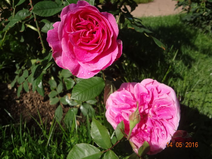 DSC00073 - Austin - Gertrude Jekyll