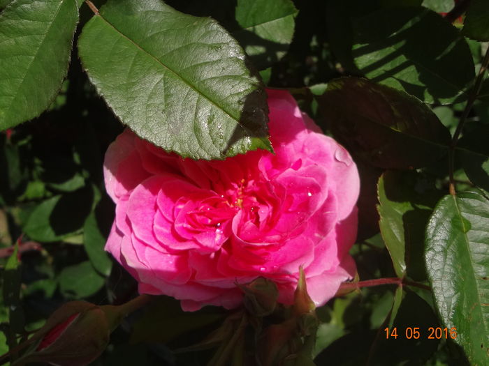 DSC00074 - Austin - Gertrude Jekyll