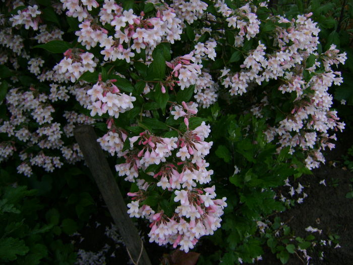 DSC02558