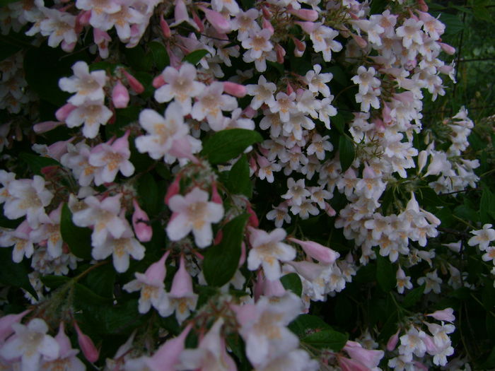DSC02559