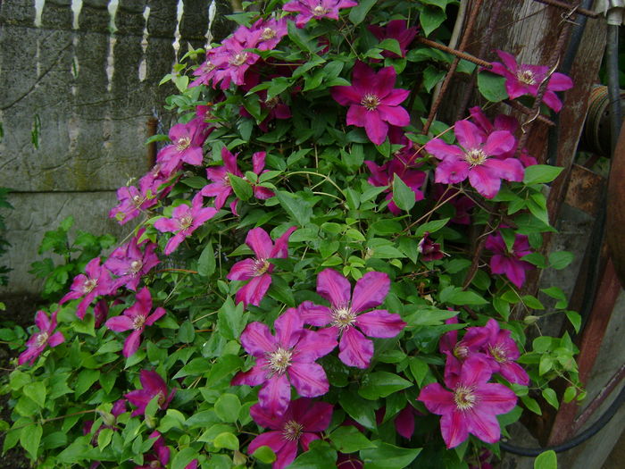 CLEMATITA
