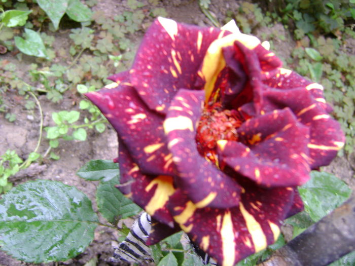 DSC02595