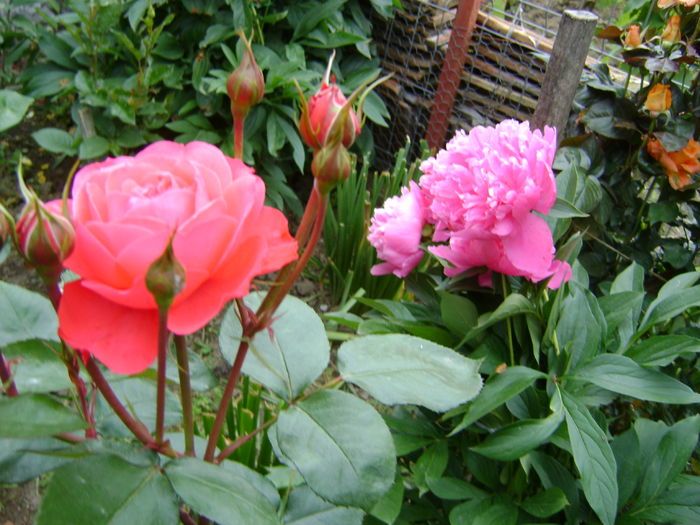 DSC02607
