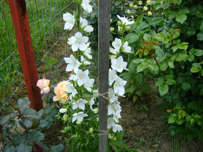 DSC02608