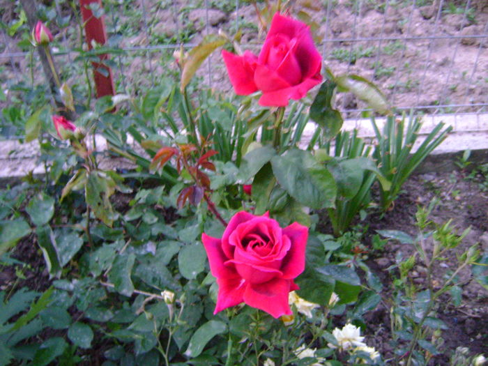 DSC02642