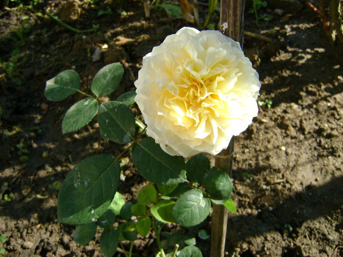 DSC02667-micut primul an