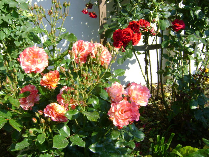 DSC02672