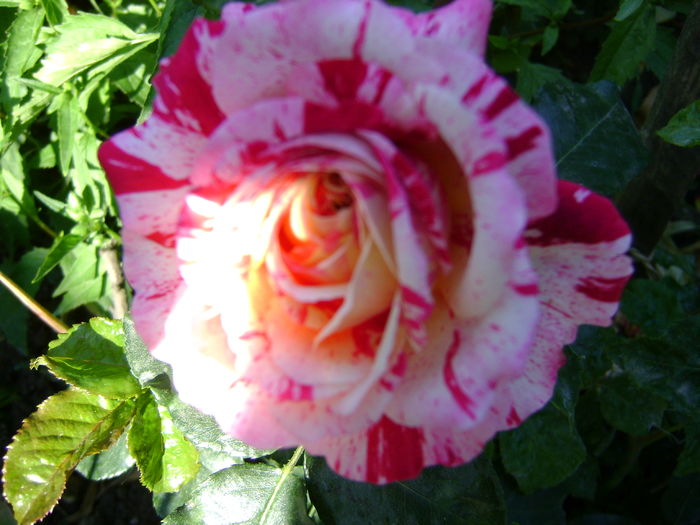 DSC02675