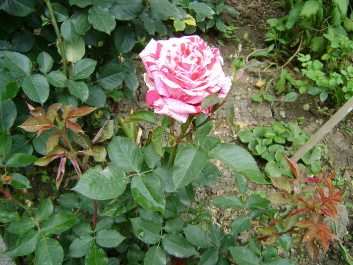 DSC02687