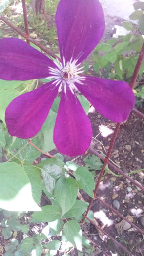 IMG_20160530_123854 - Clematis2016