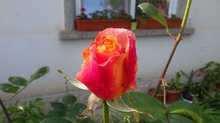 032