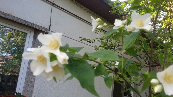 036