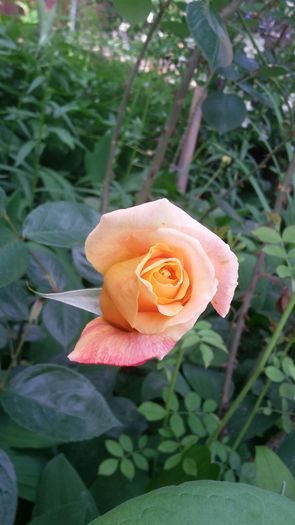 055