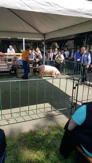 20160520_135513 - Expo Ungaria porci de rasa