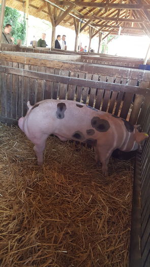 Pietrain rasa pura - Expo Ungaria porci de rasa