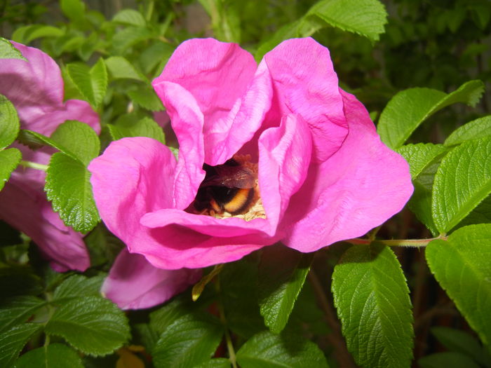 Rosa rugosa (2016, May 02)