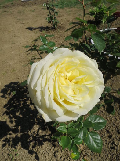 IMG_7833 - Pinguin 2016