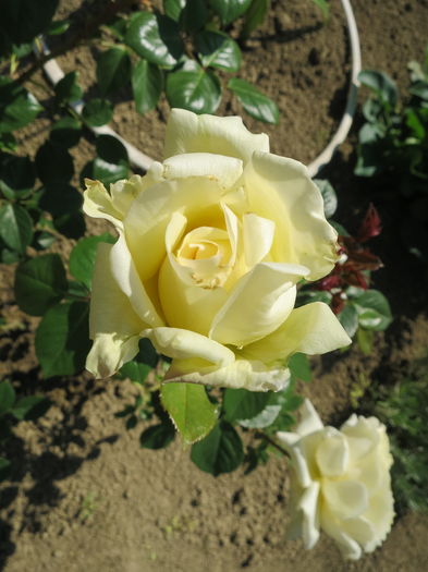 IMG_7850 - Pinguin 2016