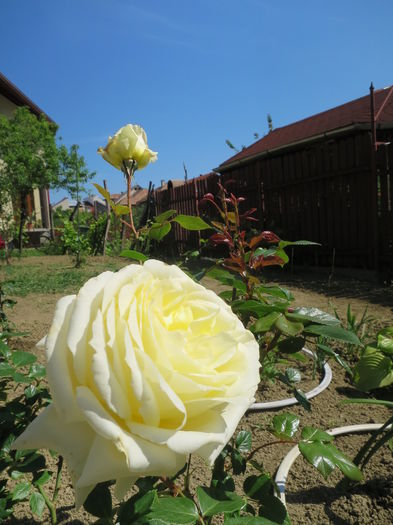 IMG_7864 - Pinguin 2016