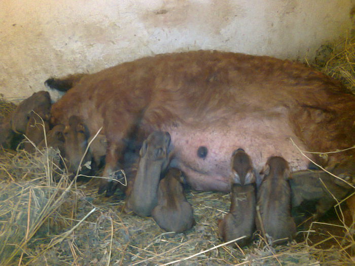 101848709 - animale crescute de noi