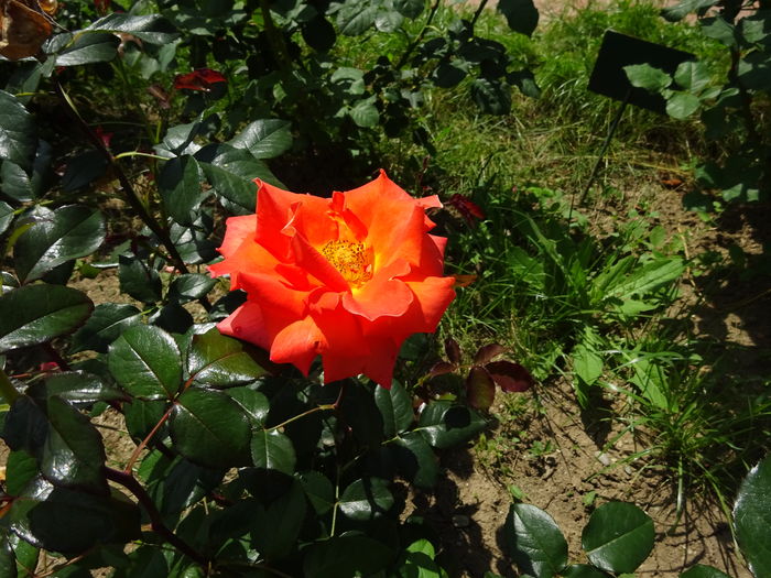 DSC07101 - Gradina Botanica mai 2016