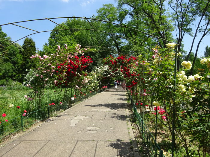 DSC07102 - Gradina Botanica mai 2016