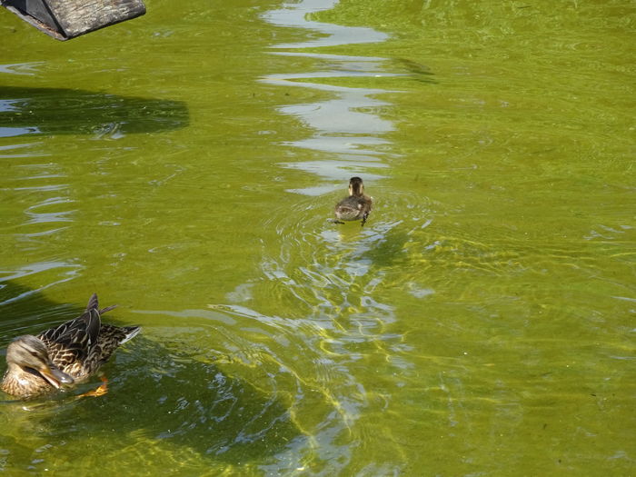 DSC07106 - Gradina Botanica mai 2016