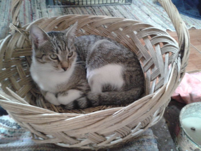 036 - animale crescute de noi