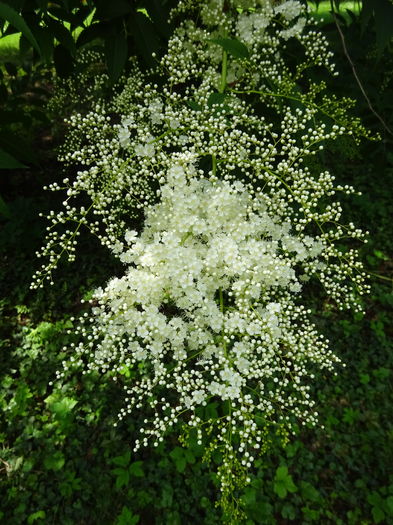 DSC07113 - Gradina Botanica mai 2016