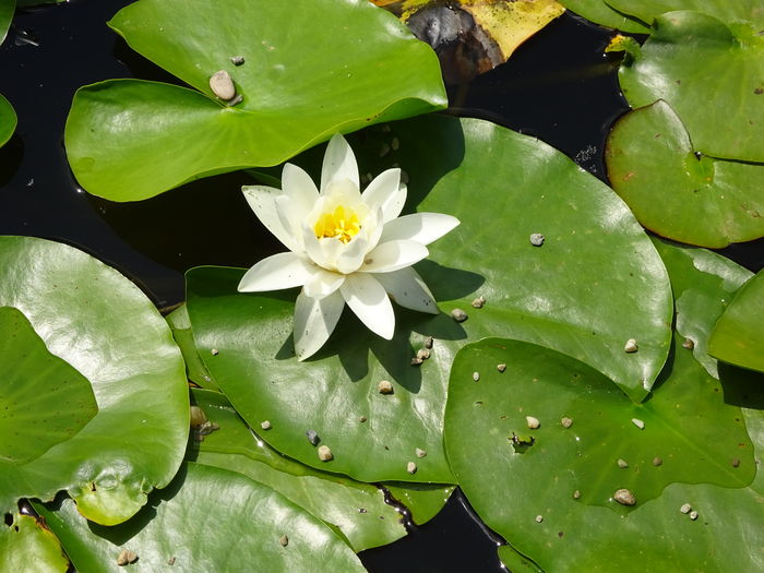 DSC07114 - Gradina Botanica mai 2016