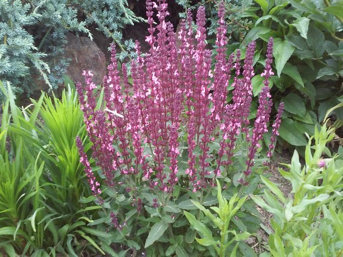 Salvia x superba New Dimension Rose