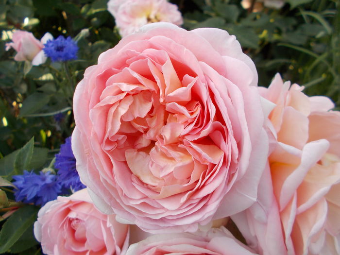DSCN5903 - Abraham Darby