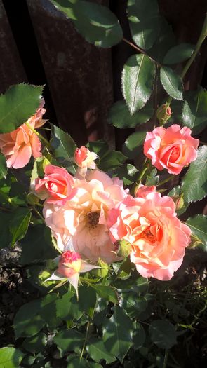 Bordure Apricot