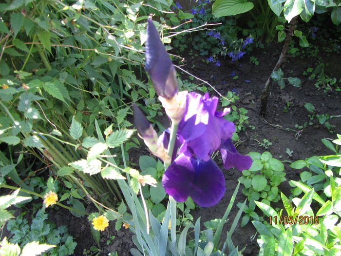 IMG_0030 - Flori de gradina-2016-Primavara